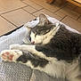 animal, blanket, cat, closeup, cozy, cute, domestic, feline, fur, gray, indoor, paw, pet, pink_paw_pad, relaxation, resting, sleeping, soft, tile_floor, white