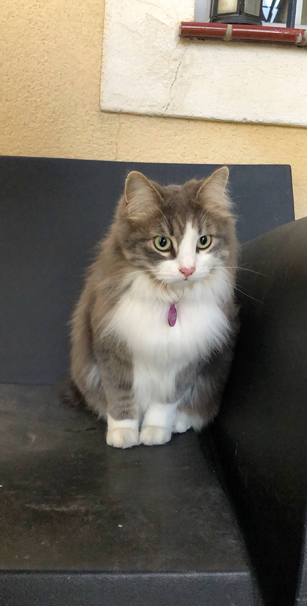 Matcha a rejoint le concours — aidez-le/la à gagner de superbes lots ! american_curl, asian_semi_longhair, british_semi_longhair, carnivore, cat, cymric, domestic_long_haired_cat, fawn, felidae, kitten, maine_coon, mammal, napoleon_cat, norwegian_forest_cat, persian, ragamuffin, siberian, small_to_medium_sized_cats, vertebrate, whiskers