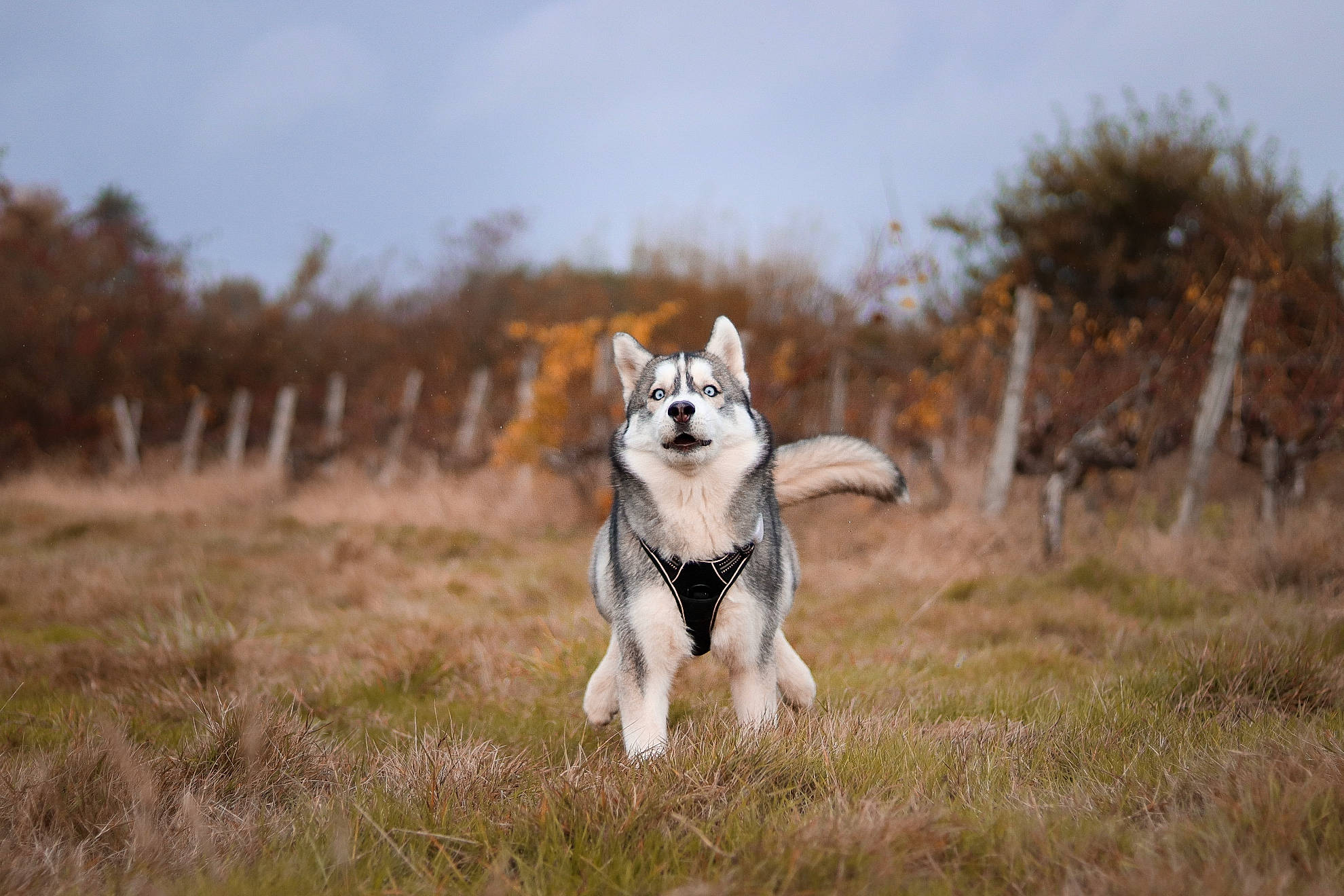 Taïko participe au concours pour gagner de l'argent avec cette photo : canidae, carnivore, cloud, companion_dog, dog, dog_breed, fawn, grass, grassland, landscape, pasture, plant, sky, snout, sporting_group, tail, tree, whiskers, wildlife, working_dog