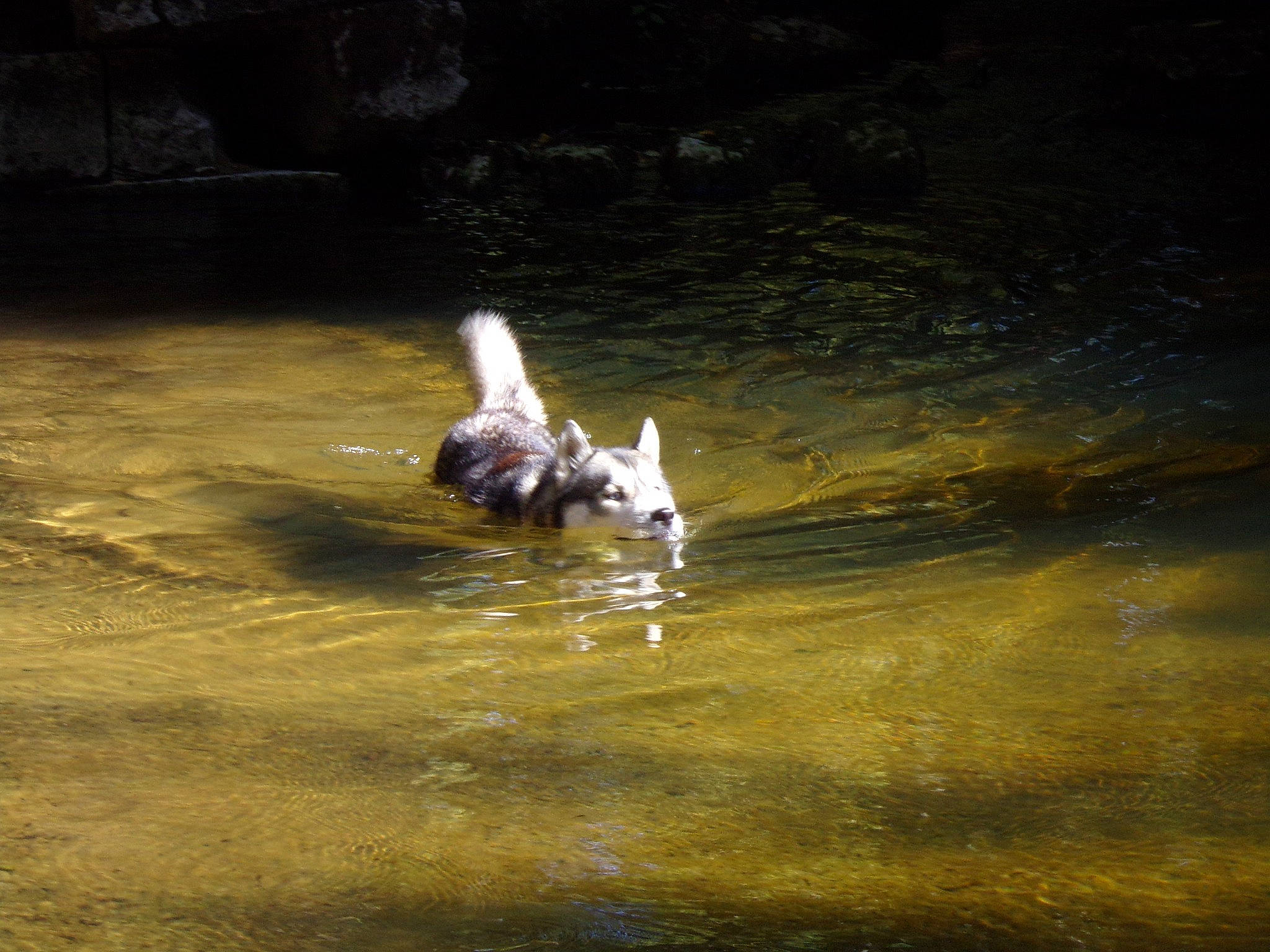 Taïko participe au concours pour gagner de l'argent avec cette photo : _geese_and_swans, beak, bird, canidae, carnivore, duck, ducks, fawn, lake, natural_landscape, recreation, reflection, rock, seabird, sporting_group, terrestrial_animal, water, water_bird, watercourse, waterfowl