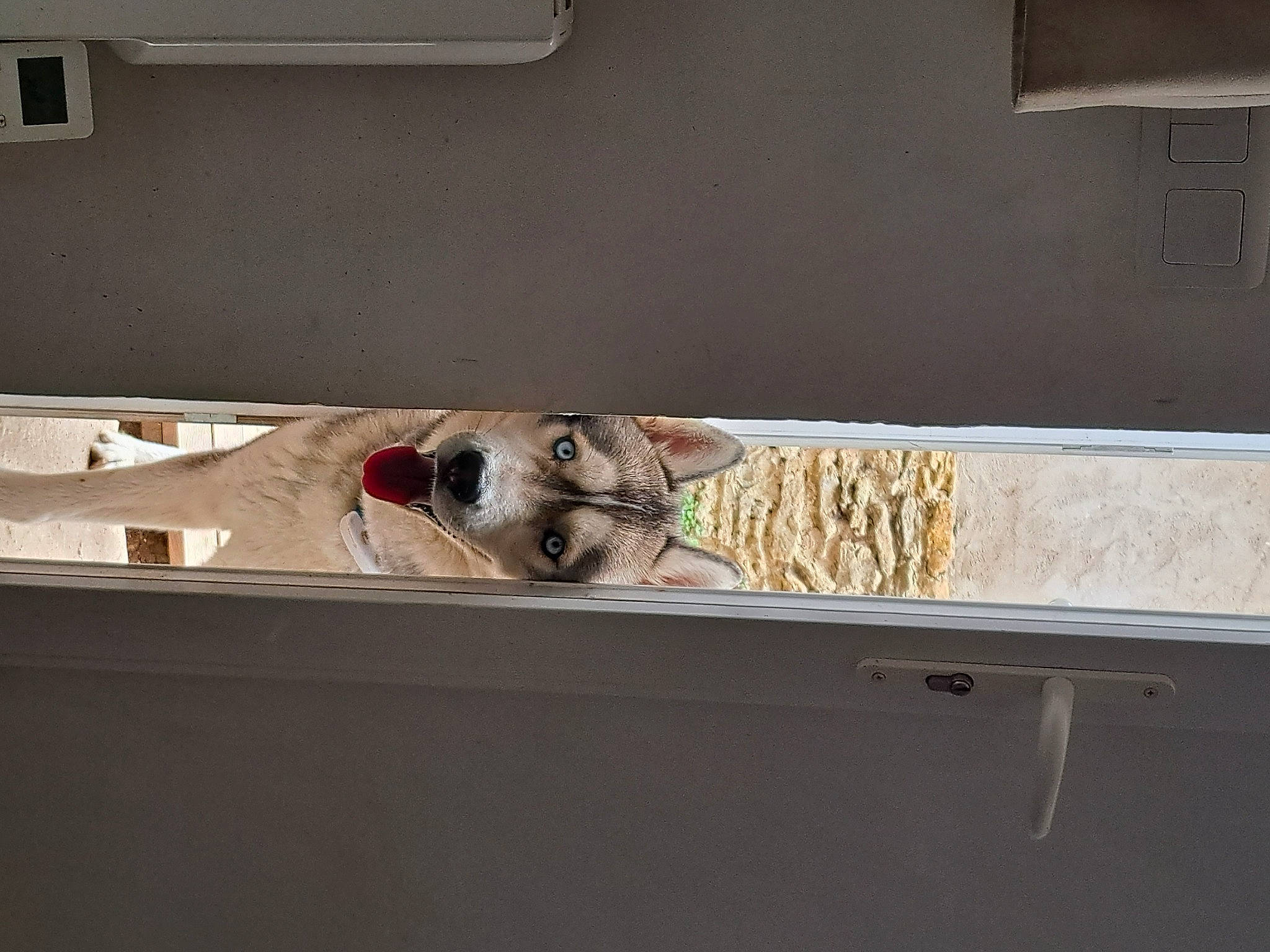 Taïko participe au concours pour gagner de l'argent avec cette photo : automotive_exterior, carnivore, ceiling, daylighting, dog, floor, flooring, gas, glass, handrail, hardwood, metal, plywood, rectangle, room, sash_window, sporting_group, tile, vehicle_door, wood