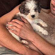 Luca joined the competition — help win amazing prizes! puppy, dog, person, arms, holding, couch, indoor, closeup, fur, curly_fur, face, smile, skin, chest_hair, casual, relaxation, comfort, pet, cute, friendship