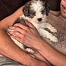 puppy, dog, person, arms, holding, couch, indoor, closeup, fur, curly_fur, face, smile, skin, chest_hair, casual, relaxation, comfort, pet, cute, friendship