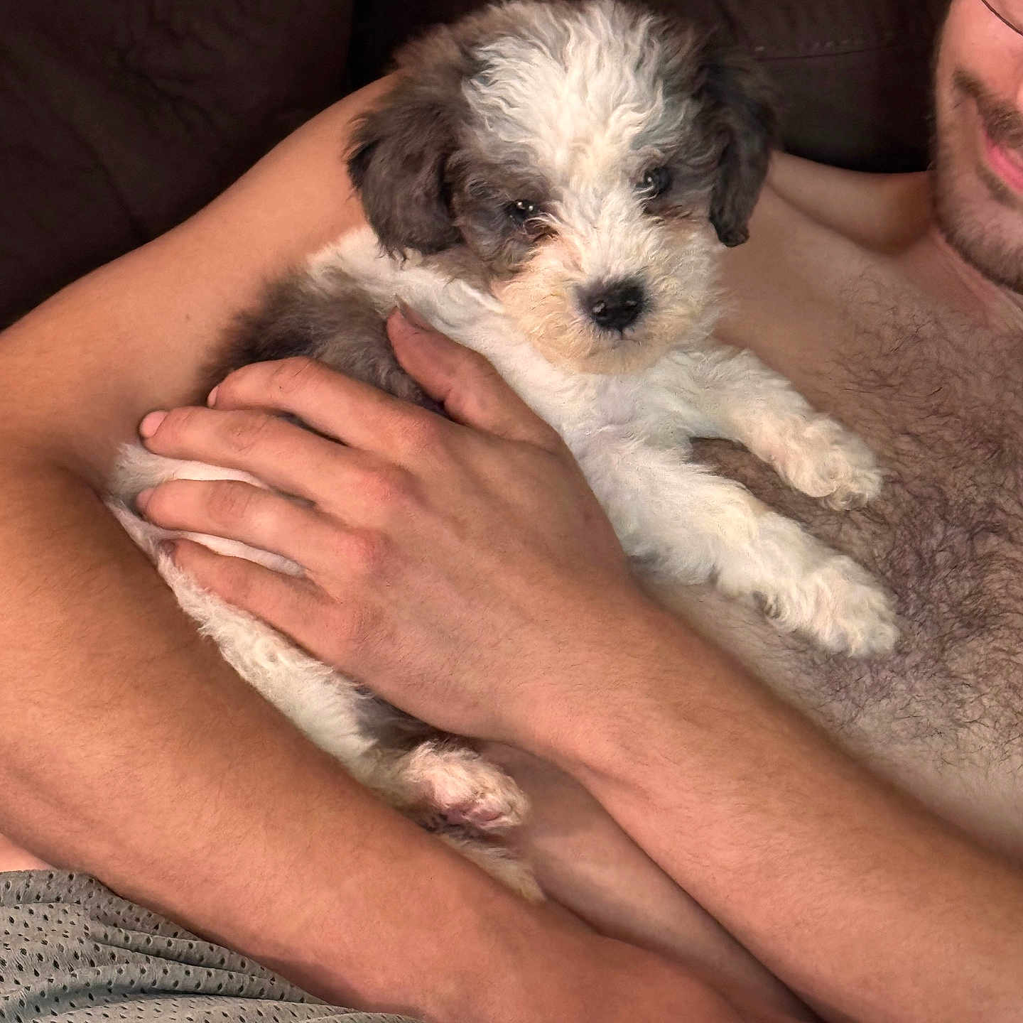 Luca joined the competition — help win amazing prizes! puppy, dog, person, arms, holding, couch, indoor, closeup, fur, curly_fur, face, smile, skin, chest_hair, casual, relaxation, comfort, pet, cute, friendship