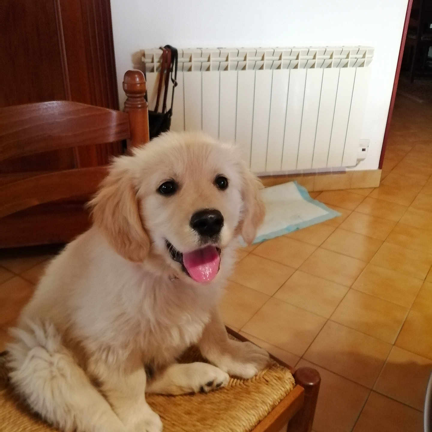 Tango
