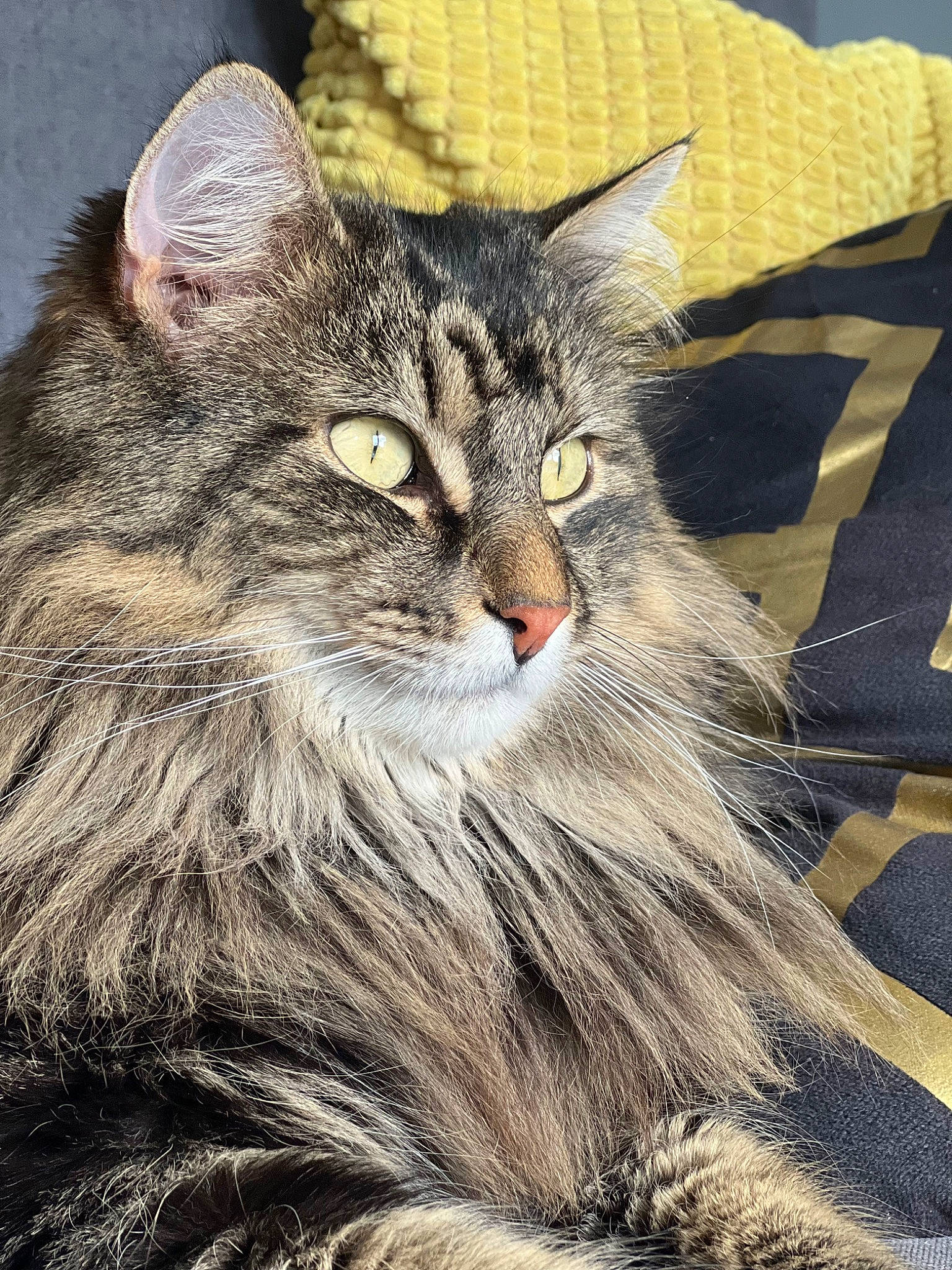 Navy participe au concours pour gagner de l'argent avec cette photo : art, carnivore, cat, domestic_short_haired_cat, felidae, fur, grass, maine_coon, small_to_medium_sized_cats, snout, terrestrial_animal, whiskers