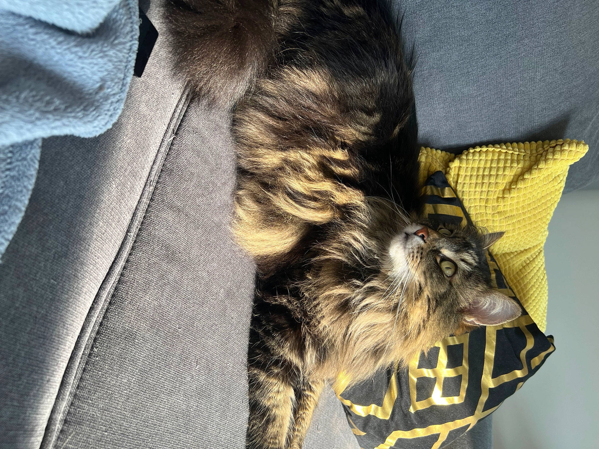 Navy participe au concours pour gagner de l'argent avec cette photo : carnivore, cat, claw, comfort, dog_breed, domestic_short_haired_cat, fang, felidae, foot, fur, grey, human_leg, paw, personal_protective_equipment, small_to_medium_sized_cats, snout, sporting_group, tail, terrestrial_animal, whiskers