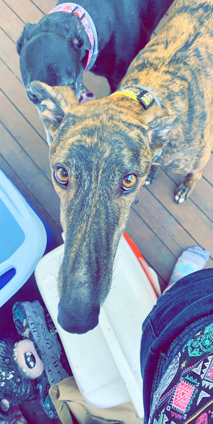 Brooks joined the competition — help win amazing prizes! canidae, carnivore, chippiparai, dog, dog_breed, fawn, galgo_espanol, greyhound, hortaya_borzaya, italian_greyhound, lurcher, magyar_agar, mammal, polish_greyhound, rampur_greyhound, sighthound, sloughi, snout, vertebrate, whippet