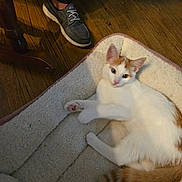 Molly is registered to the contest to win money with this photo: cat, pet_bed, floor, wooden_floor, shoe, footwear, indoor, relaxation, white_cat, orange_cat, animal, feline, paws, tail, person, casual_shoe, comfort, resting, domestic_animal, plush