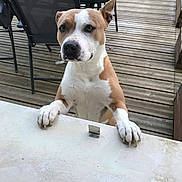 Sky participe au concours pour gagner de l'argent avec cette photo : dog, brown_and_white, paw, wooden_deck, outdoor, pet, animal, furniture, table, chair, curious, canine, domestic_animal, garden, daylight, looking, ears, snout, closeup, expression