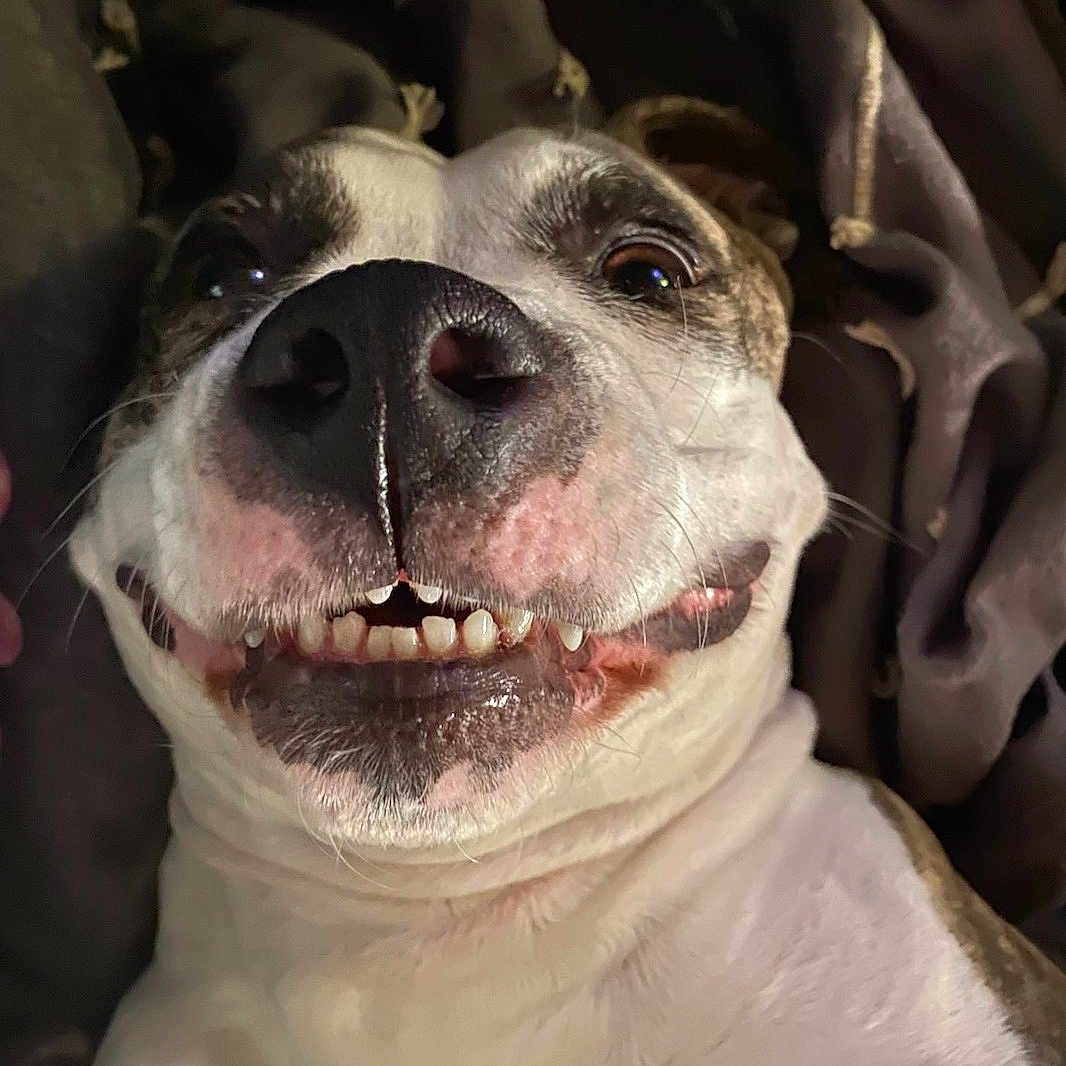 Kira participe au concours pour gagner de l'argent avec cette photo : animal, blanket, bodypart, bostonbull, boxer, bulldog, canine, dog, frenchbulldog, hound, labradorretriever, mouth, person, pet, pitbull, pointer, puppy, snout, teeth, whitedog