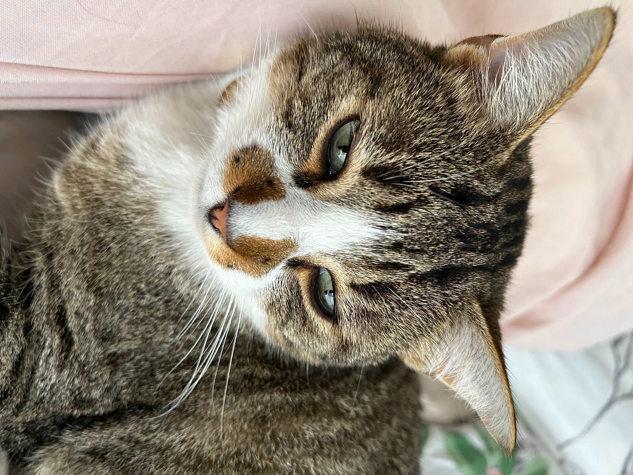 Boncuk a rejoint le concours — aidez-le/la à gagner de superbes lots ! carnivore, cat, claw, close_up, domestic_short_haired_cat, felidae, fur, grass, paw, small_to_medium_sized_cats, terrestrial_animal, tree, whiskers, wildlife