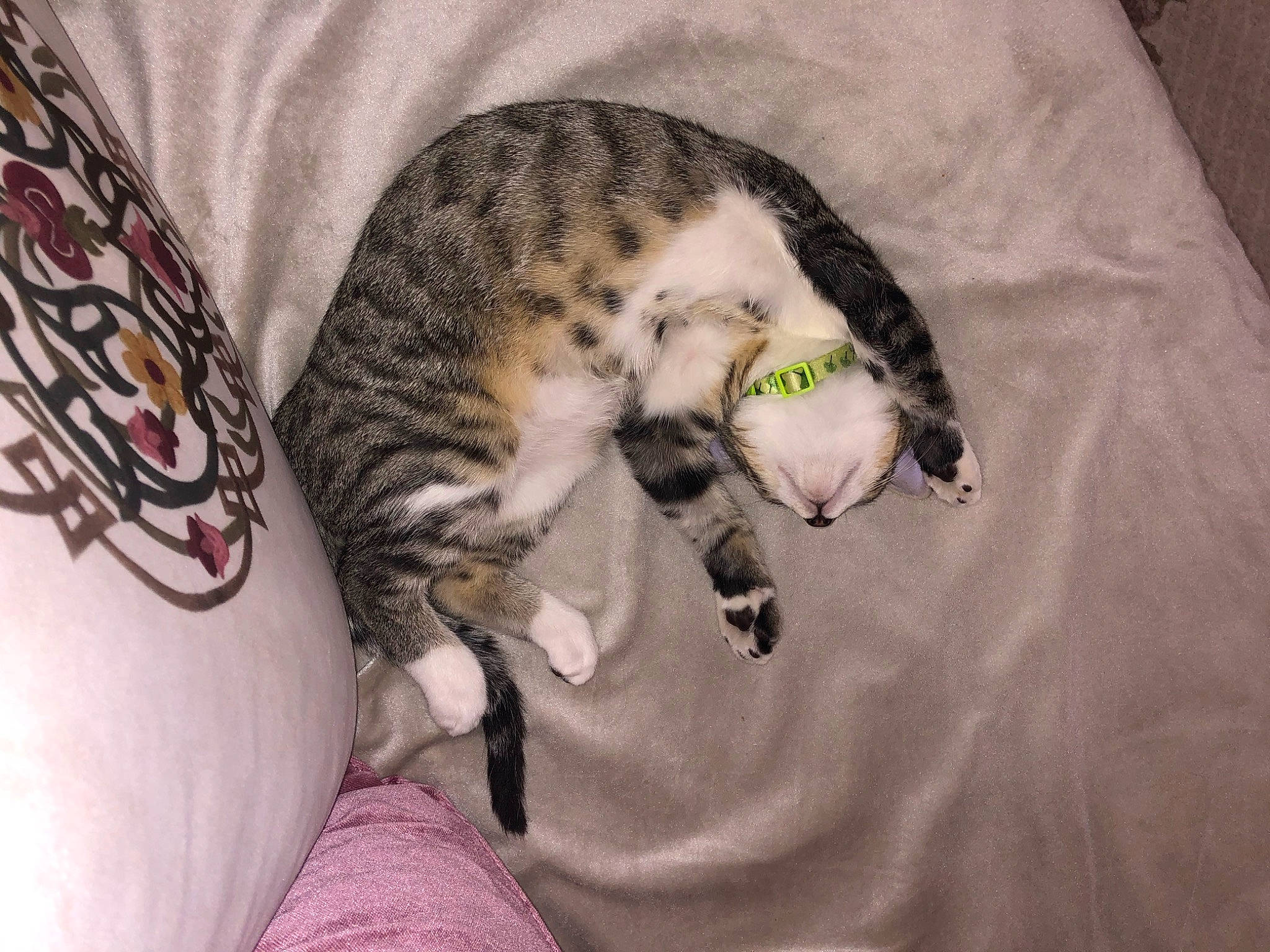 Boncuk participe au concours pour gagner de l'argent avec cette photo : bed, carnivore, cat, cat_bed, claw, comfort, domestic_short_haired_cat, felidae, fur, linens, nap, pattern, paw, sleep, small_to_medium_sized_cats, snout, tail, terrestrial_animal, whiskers, wildlife