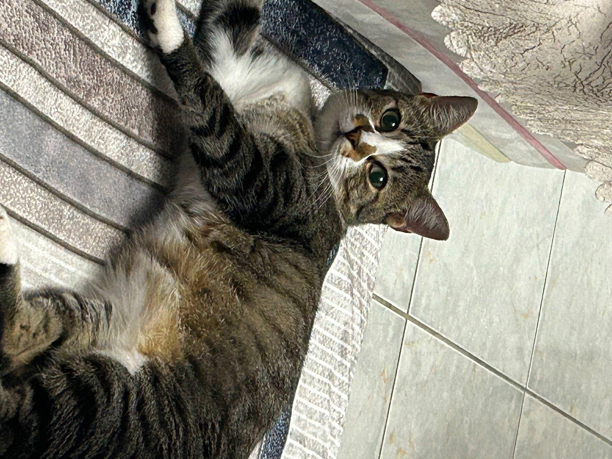 Boncuk a rejoint le concours — aidez-le/la à gagner de superbes lots ! bobcat, carnivore, cat, claw, domestic_short_haired_cat, felidae, fur, grey, lynx, small_to_medium_sized_cats, snout, tail, terrestrial_animal, whiskers, wildlife, wood