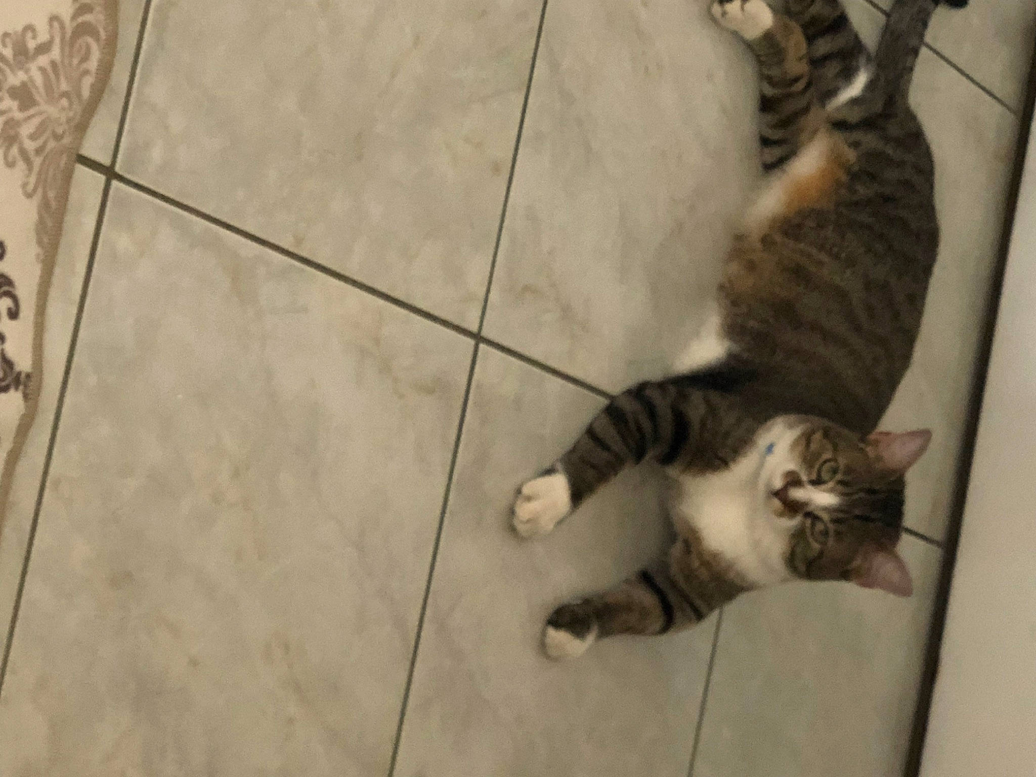 Boncuk a rejoint le concours — aidez-le/la à gagner de superbes lots ! carnivore, cat, claw, comfort, dog_breed, domestic_short_haired_cat, eye, fawn, felidae, floor, flooring, fur, hardwood, human_leg, paw, small_to_medium_sized_cats, snout, tail, whiskers, wood