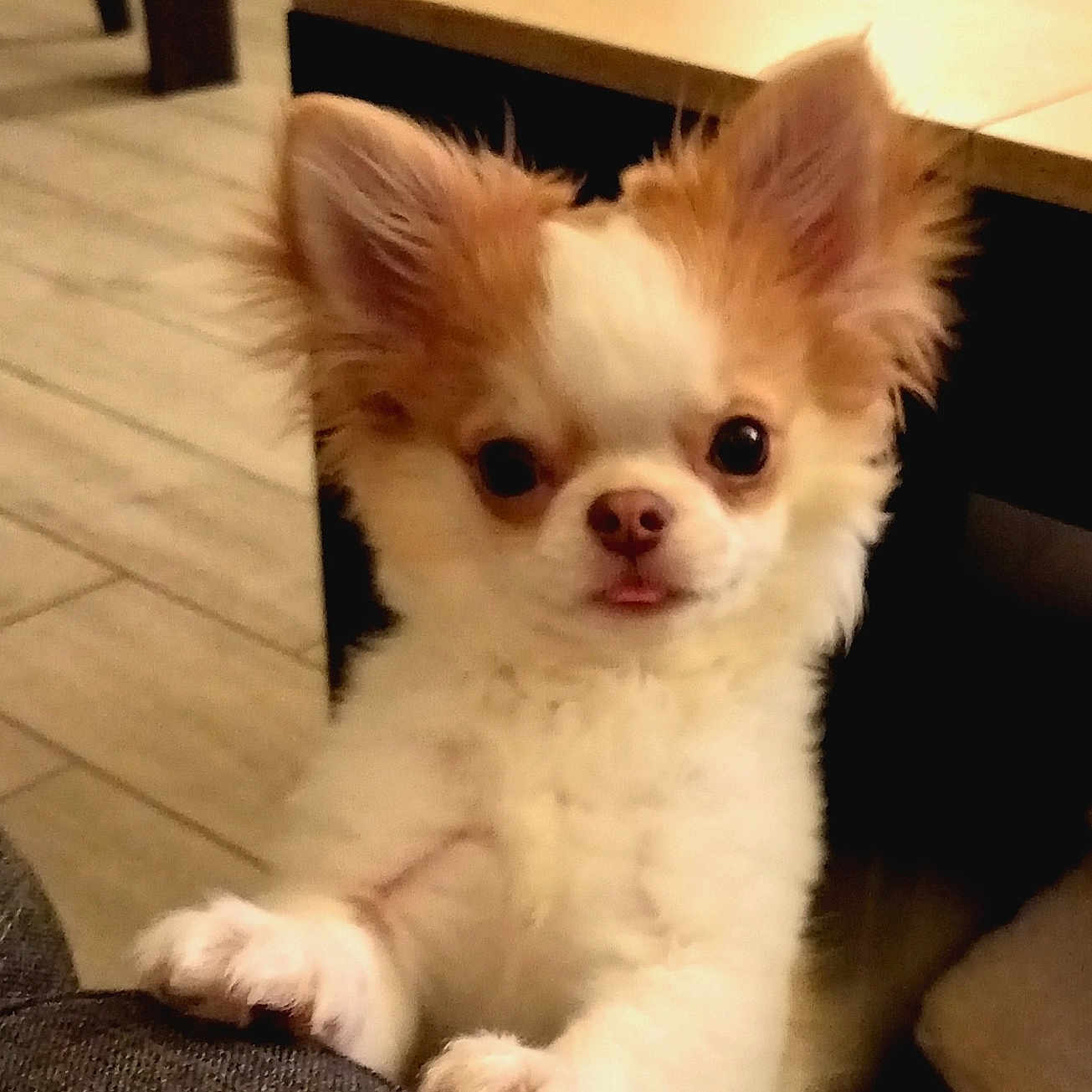 Mia