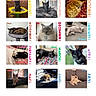 Cupcake is registered to the contest to win money with this photo: cat, calendar, webpage, screenshot, text, month, promotion, navigation_bar, animal, pet, photo_grid, colorful_text, feline, product, shopping, online_store, date, matte_calendar, cat_photos, advertisement