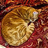 Cupcake is registered to the contest to win money with this photo: cat, orange_tabby, sleeping, curled_up, fur, pet, domestic_cat, resting, cozy, bedspread, fabric, patterned, red, gold, texture, close_up, indoor, animal, whiskers, tail