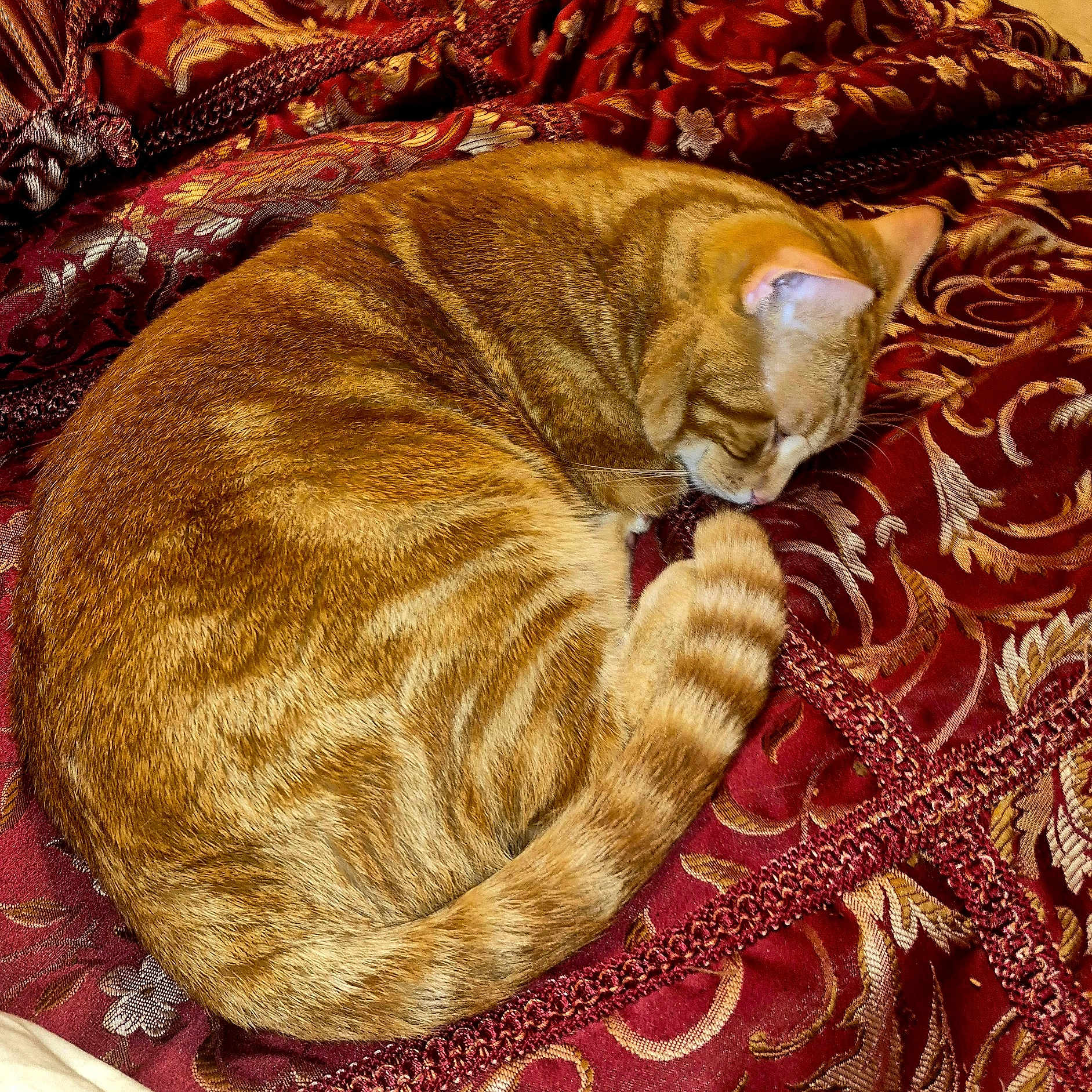 Cupcake is registered to the contest to win money with this photo: cat, orange_tabby, sleeping, curled_up, fur, pet, domestic_cat, resting, cozy, bedspread, fabric, patterned, red, gold, texture, close_up, indoor, animal, whiskers, tail