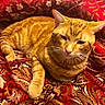 cat, ginger_cat, tabby, pet, animal, feline, resting, relaxed, indoor, fabric, patterned, red, gold, ornate, texture, whiskers, paw, closeup, comfort, sleepy