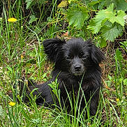 Josie joined the competition — help win amazing prizes! dog, black_dog, grass, wildflowers, greenery, outdoor, nature, leafy_plants, pet, animal, fur, ears, curious, flora, natural, canine, sitting, summer, plant, ground