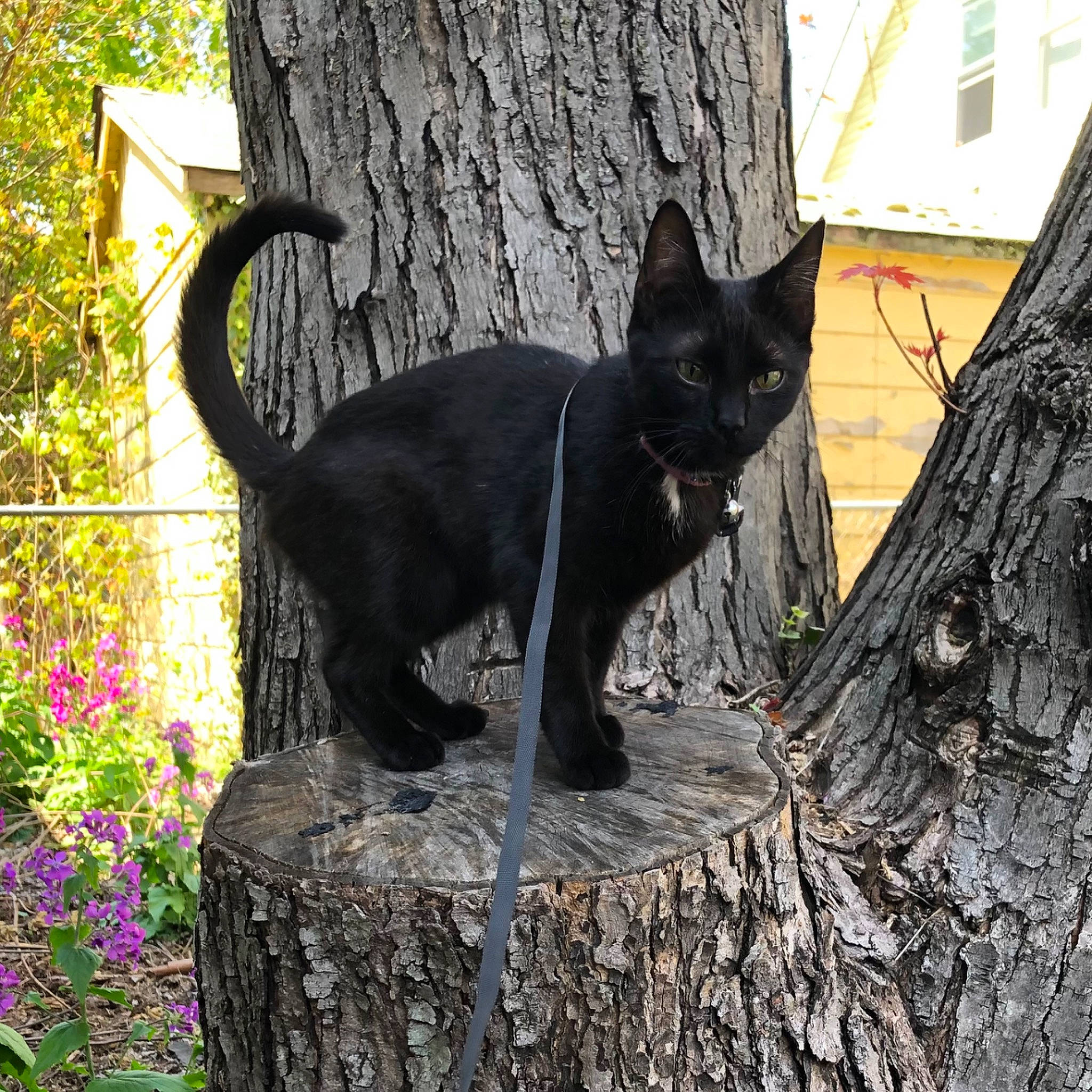 Banana is registered to the contest to win money with this photo: black_cat, carnivore, cat, domestic_short_haired_cat, felidae, fur, grass, grey, leaf, plant, small_to_medium_sized_cats, snout, tail, terrestrial_animal, tree, trunk, twig, whiskers, wood, woody_plant