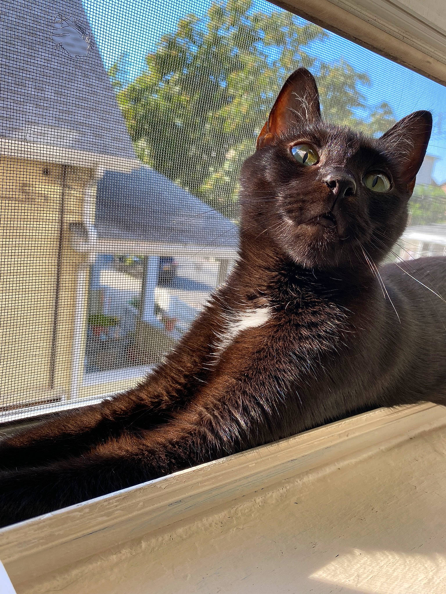 Banana is registered to the contest to win money with this photo: black_cat, bombay, carnivore, cat, domestic_short_haired_cat, eye, felidae, fur, mesh, plant, roof, sitting, sky, small_to_medium_sized_cats, snout, tail, tree, whiskers, window, wood
