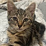 animal, blanket, cat, closeup, cozy, curious, cute, domestic, ears, eyes, feline, fur, indoor, kitten, pet, resting, soft, tabby, whiskers, young