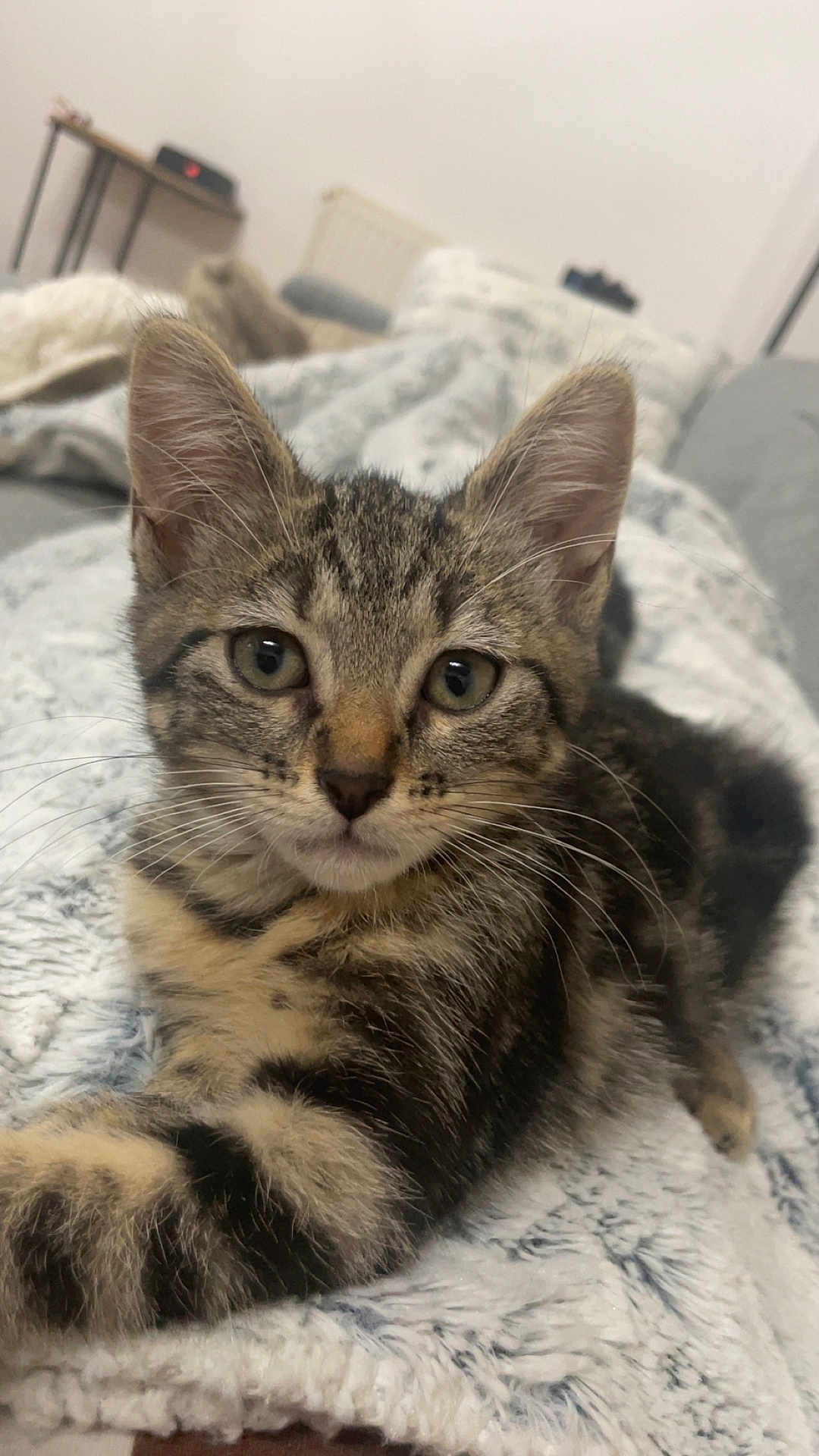 Arya