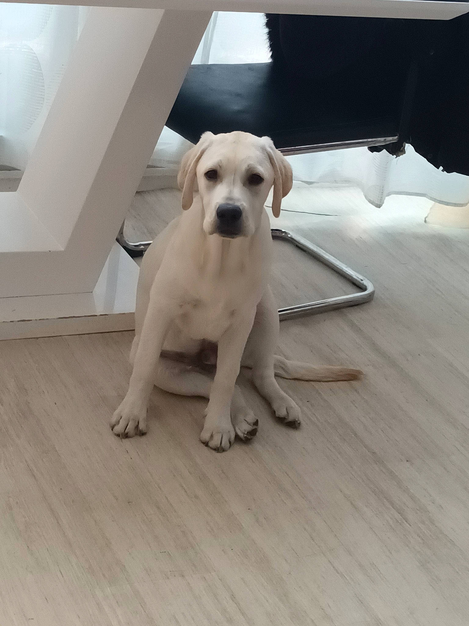 Denver participe au concours pour gagner de l'argent avec cette photo : carnivore, collar, comfort, companion_dog, dog, dog_breed, dog_supply, fawn, floor, flooring, hardwood, laminate_flooring, pet_supply, plank, plywood, snout, tail, wood, wood_flooring, working_animal