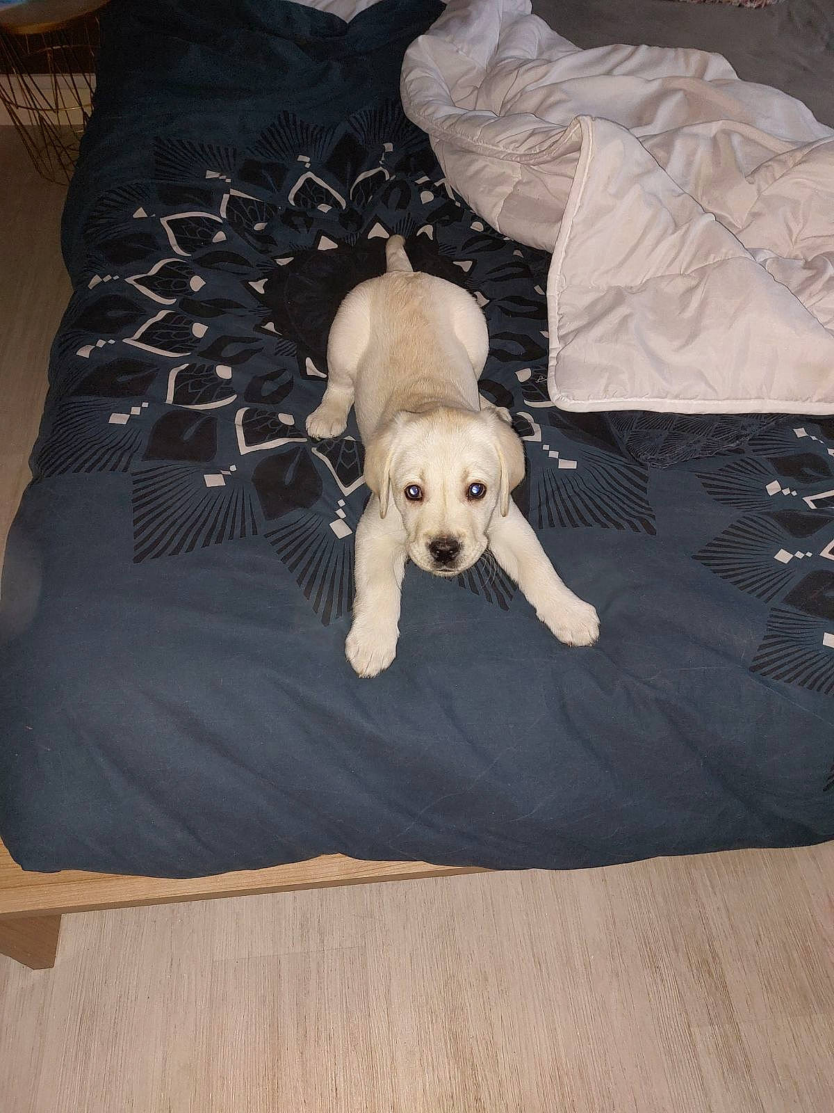 Denver participe au concours pour gagner de l'argent avec cette photo : baby_toddler_clothing, bear, bone, carnivore, comfort, companion_dog, dog_breed, fawn, flooring, grey, hardwood, linens, skeleton, skull, sleeve, snout, stuffed_toy, t_shirt, wood, working_animal