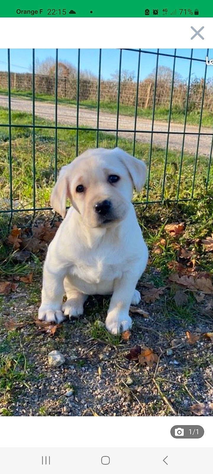 Denver participe au concours pour gagner de l'argent avec cette photo : canidae, carnivore, collar, companion_dog, dog, dog_breed, dog_supply, fawn, fence, grass, home_fencing, mesh, pet_supply, plant, sky, snout, soil, sporting_group, wire_fencing, working_animal