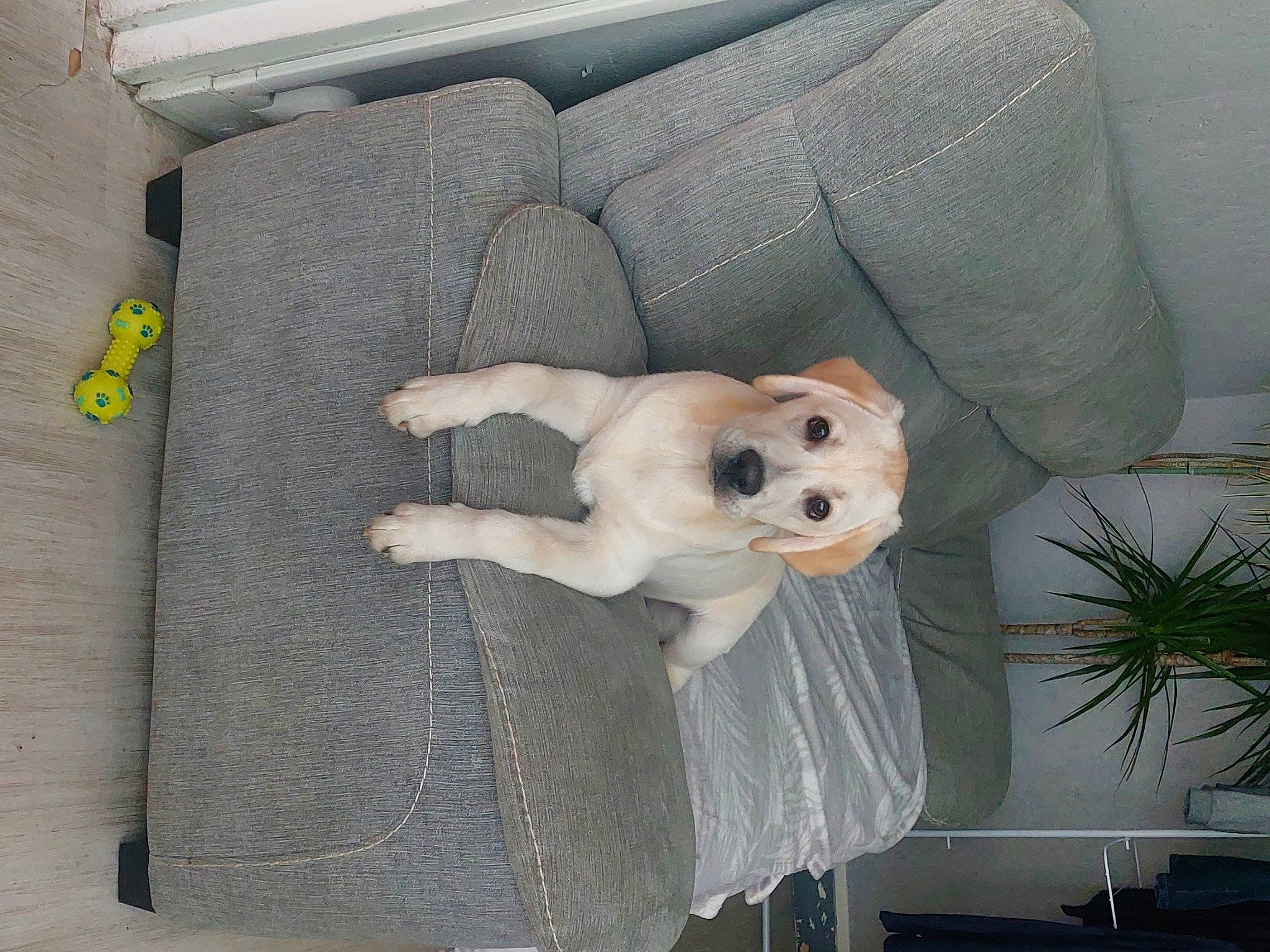 Denver participe au concours pour gagner de l'argent avec cette photo : baby_products, baby_toys, carnivore, comfort, companion_dog, couch, dog, dog_breed, flowerpot, fur, houseplant, linens, living_room, plant, plush, room, stuffed_toy, teddy_bear, textile, toy