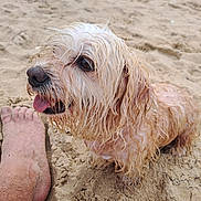 Kenza participe au concours pour gagner de l'argent avec cette photo : dog, wet_dog, beach, sand, outdoor, animal, pet, canine, floppy_ears, long_hair, white_fur, brown_fur, tongue, panting, close_up, portrait, shoreline, human_foot, sneakers, summer