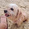 dog, wet_dog, beach, sand, outdoor, animal, pet, canine, floppy_ears, long_hair, white_fur, brown_fur, tongue, panting, close_up, portrait, shoreline, human_foot, sneakers, summer