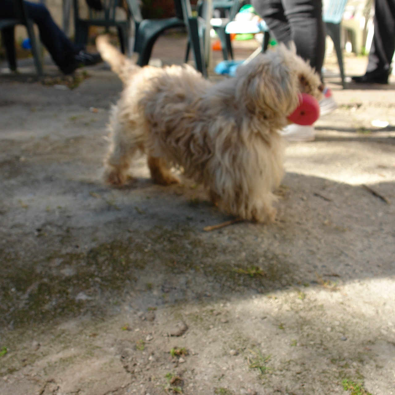 Kenza participe au concours pour gagner de l'argent avec cette photo : dog, dogs, shaggy_dog, small_dog, fluffy, fur, red_ball, toy, playing, outdoor, patio, yard, ground, chairs, people, legs, sunlight, shadow, pet, animal