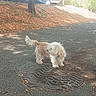 Kenza participe au concours pour gagner de l'argent avec cette photo : dog, small_dog, fluffy, white_fur, curly_fur, standing, outdoor, sidewalk, storm_drain, fallen_leaves, parked_cars, trees, road, pavement, sunlight, woodland, pet, animal, street, daylight