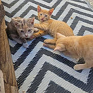 Brume participe au concours pour gagner de l'argent avec cette photo : cat, cats, kittens, kitten, orange_cat, gray_cat, sleeping_cat, sitting_cat, animal, pet, feline, fur, whiskers, ears, eyes, indoors, rug, patterned_rug, relaxing, group