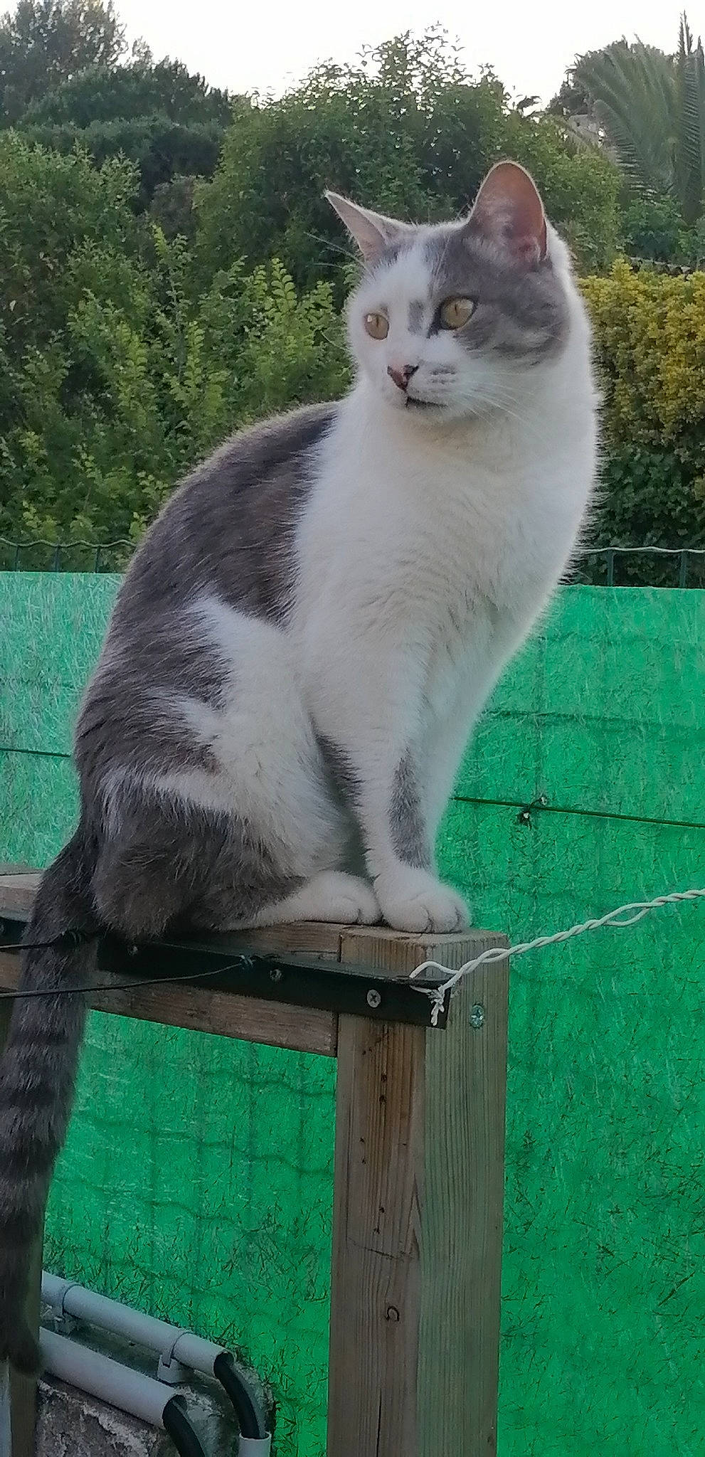 Forest a rejoint le concours — aidez-le/la à gagner de superbes lots ! carnivore, cat, domestic_short_haired_cat, felidae, fur, grass, green, groundcover, mesh, paw, pet_supply, plant, small_to_medium_sized_cats, snout, tail, whiskers, wire_fencing