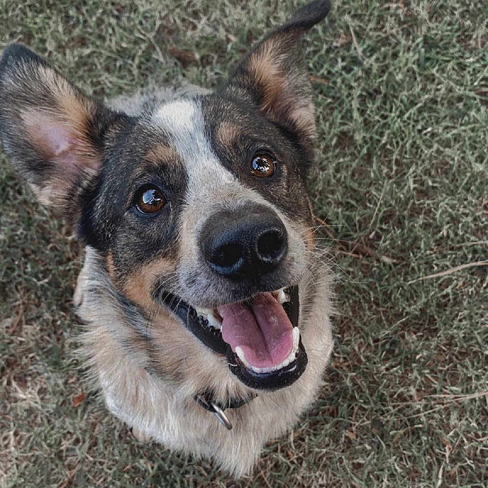 Cash is registered to the contest to win money with this photo: animal, ball, bodypart, canine, dog, football, grass, hound, husky, mouth, outdoors, person, pet, plant, puppy, soccer, soccerball, sport, tennis, tennisball