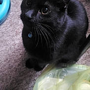 Milkyway is registered to the contest to win money with this photo: animal, black_cat, carpet, cat, collar, companion, curious, domestic_animal, floor, food_bowl, furniture_leg, household, indoor, kitten, looking_up, pet, plastic_bag, playtime, toy, whiskers