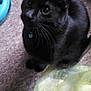 animal, black_cat, carpet, cat, collar, companion, curious, domestic_animal, floor, food_bowl, furniture_leg, household, indoor, kitten, looking_up, pet, plastic_bag, playtime, toy, whiskers