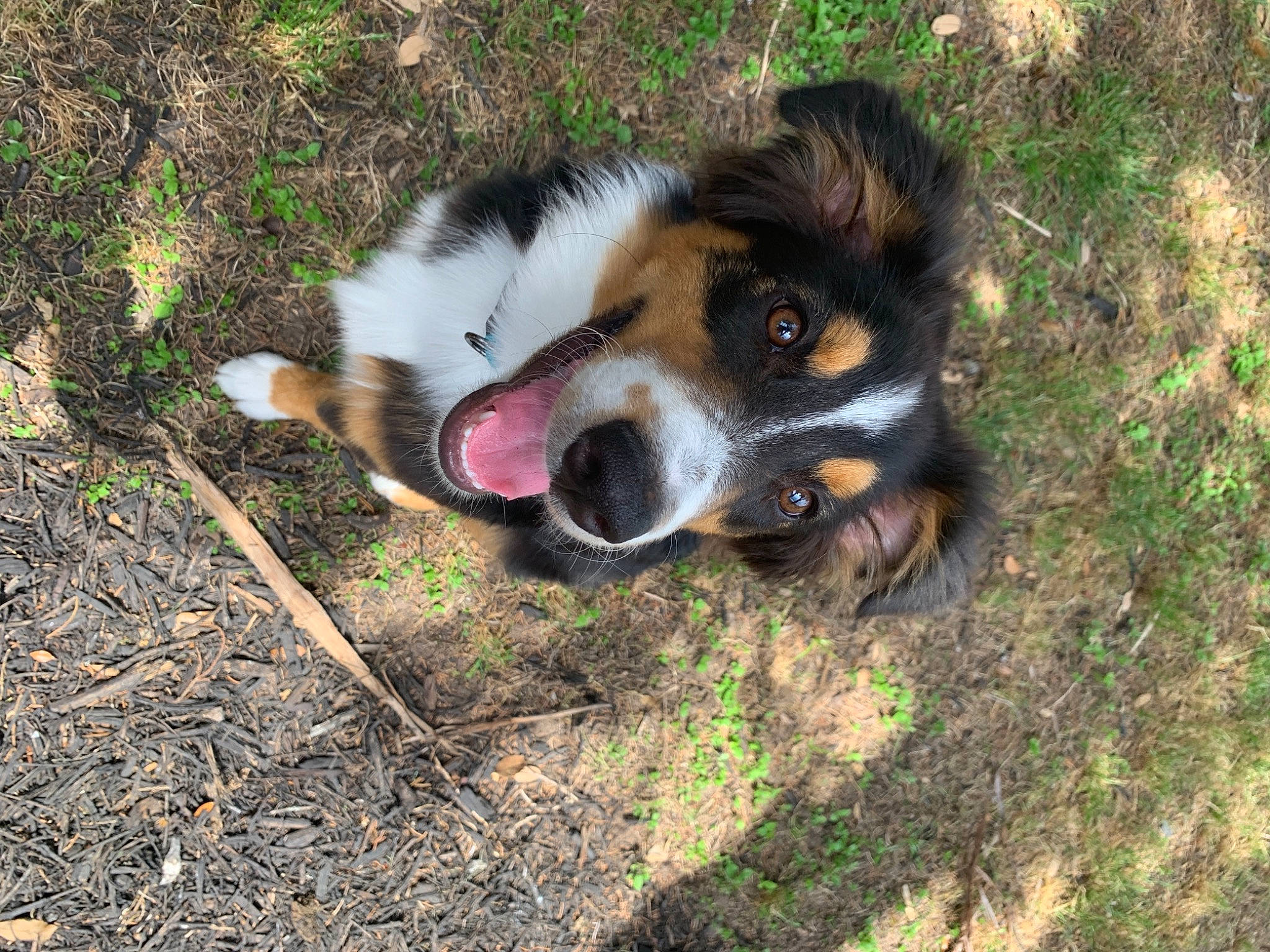 Remi is registered to the contest to win money with this photo: australian_collie, australian_shepherd, bernese_mountain_dog, canidae, carnivore, companion_dog, dog, dog_breed, english_shepherd, entlebucher_mountain_dog, herding_dog, mammal, miniature_australian_shepherd, nose, snout, texas_heeler, vertebrate, welsh_sheepdog, working_dog
