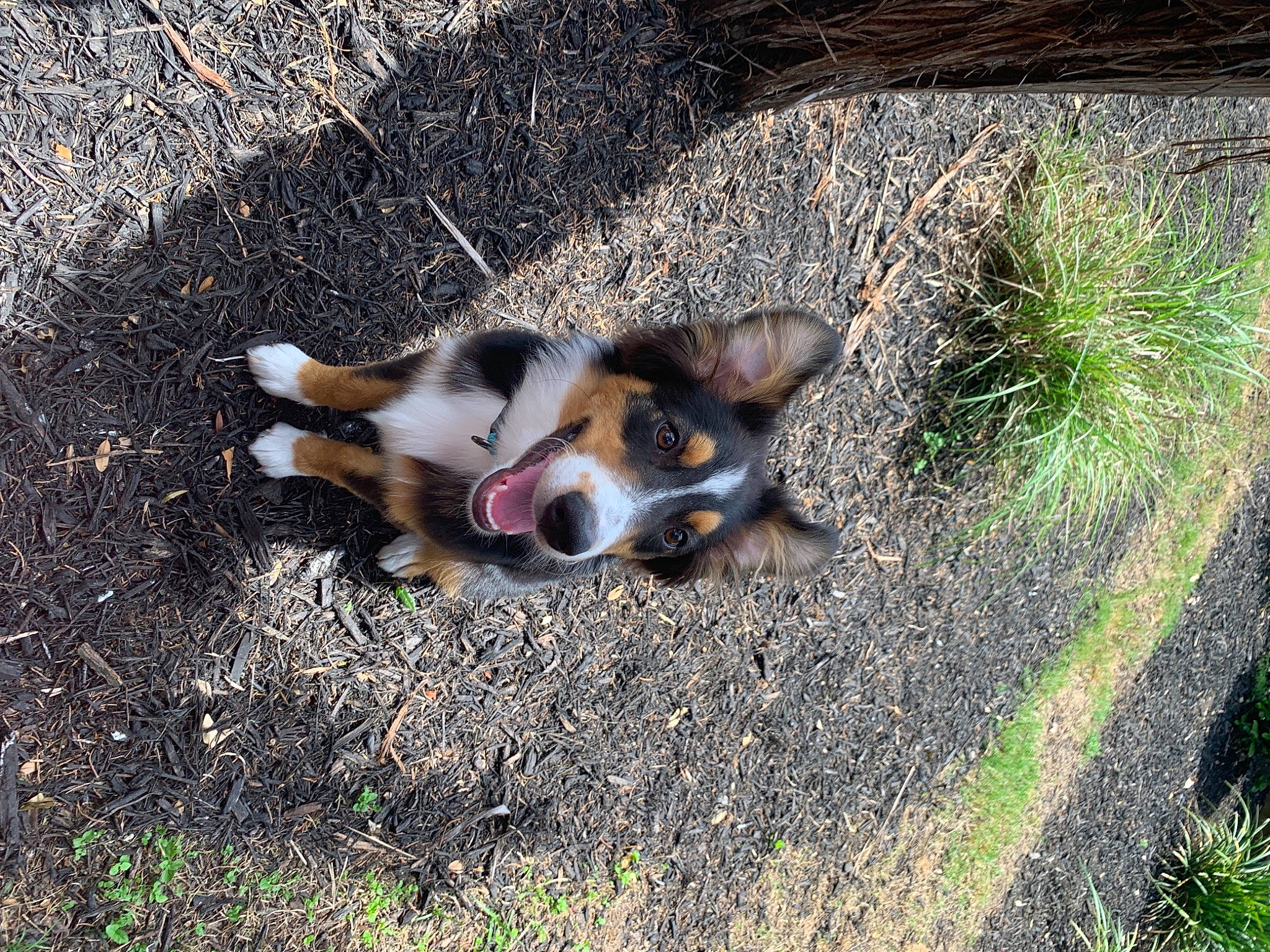 Remi joined the competition — help win amazing prizes! australian_shepherd, canidae, cardigan_welsh_corgi, carnivore, dog, dog_breed, entlebucher_mountain_dog, grass, puppy, snout, street_dog, welsh_sheepdog