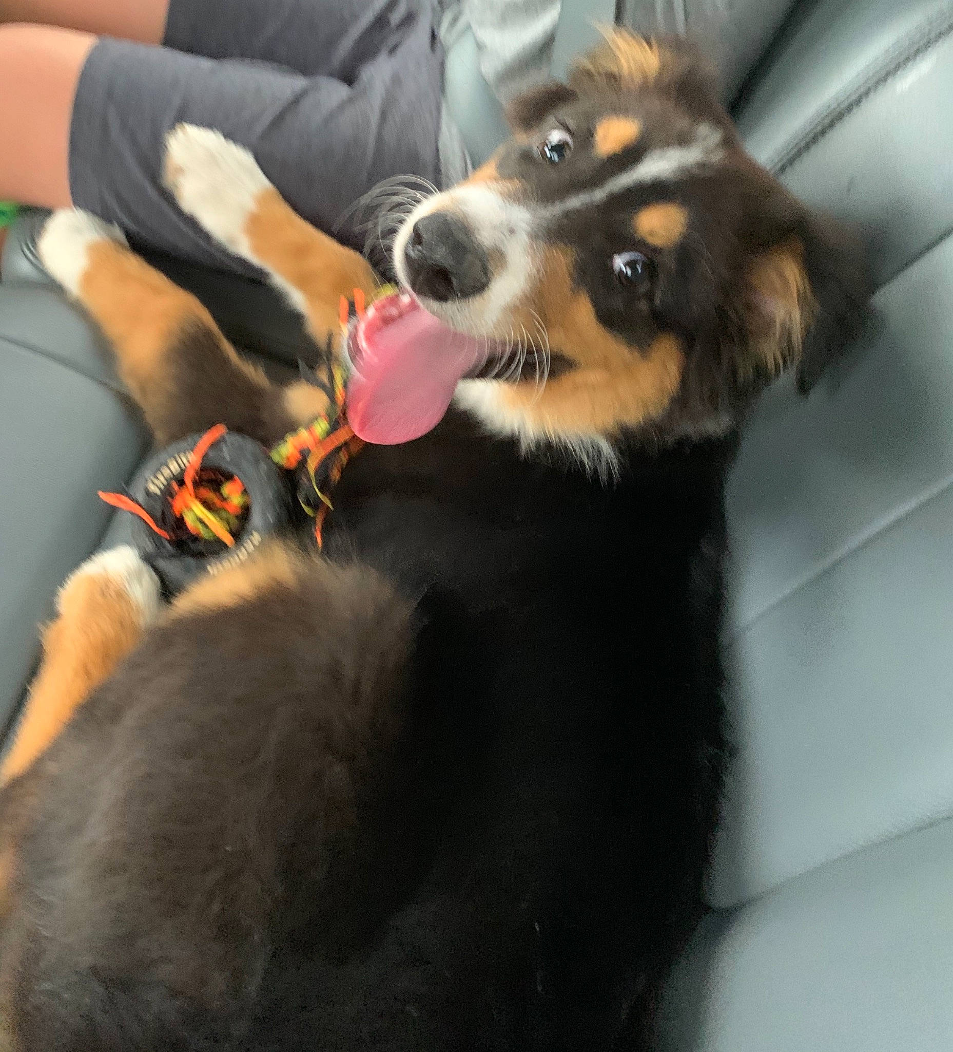 Remi is registered to the contest to win money with this photo: australian_shepherd, bernese_mountain_dog, canidae, cardigan_welsh_corgi, carnivore, companion_dog, dog, dog_breed, ear, english_shepherd, entlebucher_mountain_dog, fur, mammal, miniature_australian_shepherd, paw, puppy, puppy_love, snout, vertebrate, welsh_sheepdog