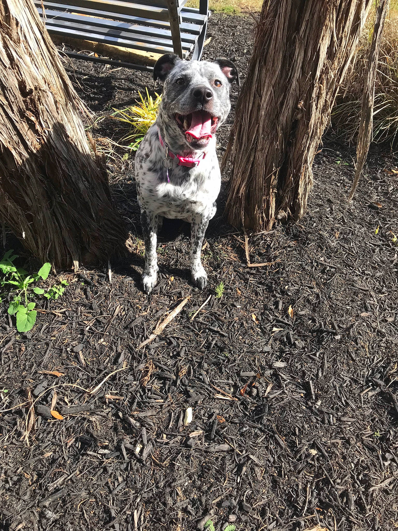 Piper joined the competition — help win amazing prizes! canidae, carnivore, dog, dog_breed, grass, hunting_dog, plant, soil, sporting_group