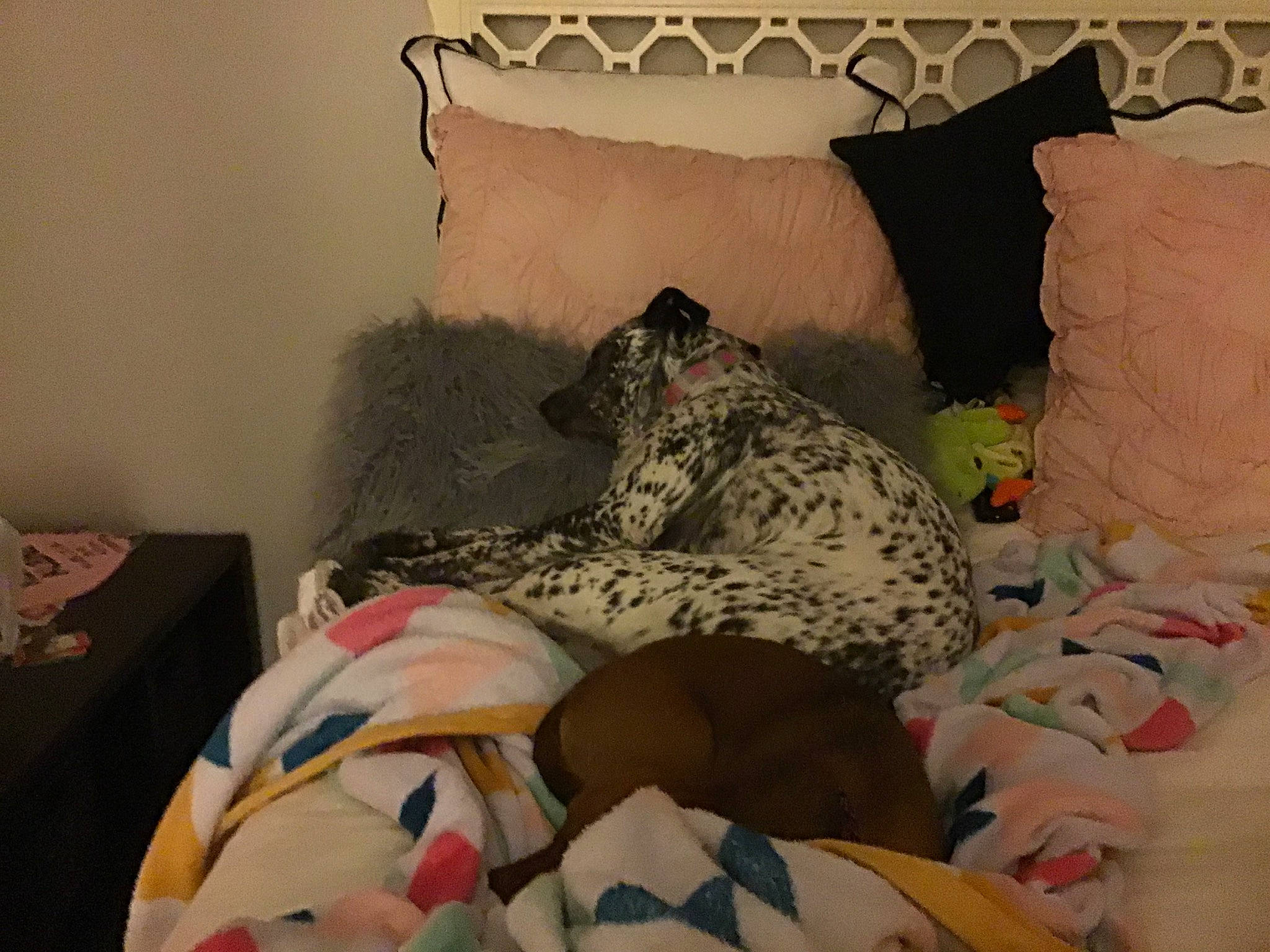 Piper joined the competition — help win amazing prizes! bed, bed_sheet, bedding, bedroom, bedtime, canidae, carnivore, comfort, cushion, furniture, linens, nap, non_sporting_group, pillow, pointer, room, textile