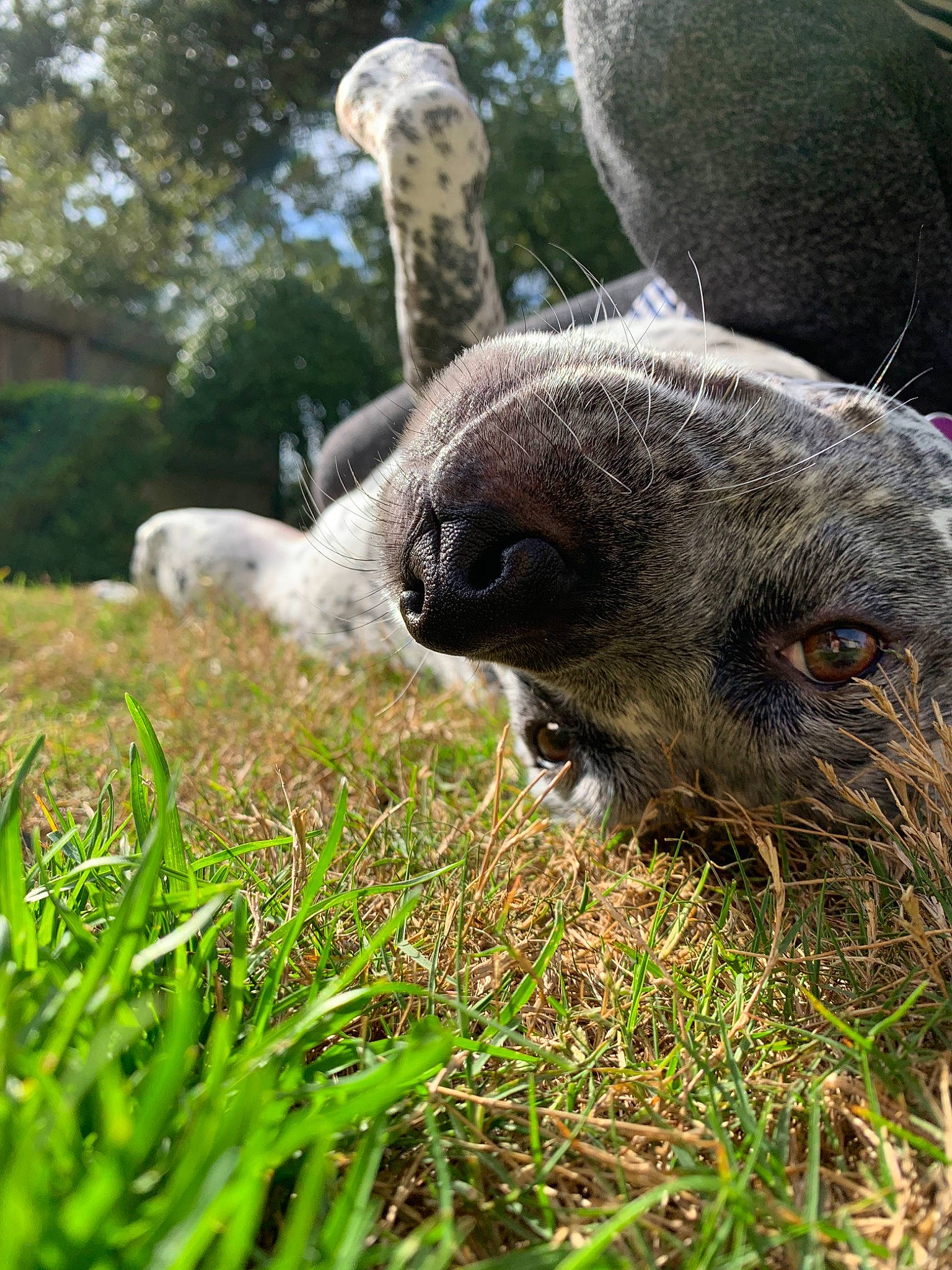 Piper is registered to the contest to win money with this photo: alpaca, camelid, fawn, grass, livestock, llama, mammal, pasture, plant, sheep, snout, terrestrial_animal, vertebrate, wildlife, zoo