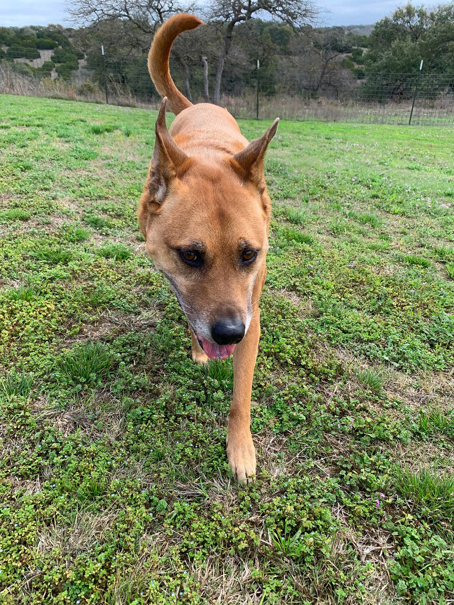 Vegas joined the competition — help win amazing prizes! africanis, black_mouth_cur, canidae, carnivore, carolina_dog, dog, dog_breed, fawn, grass, mammal, mountain_cur, pariah_dog, plant, vertebrate