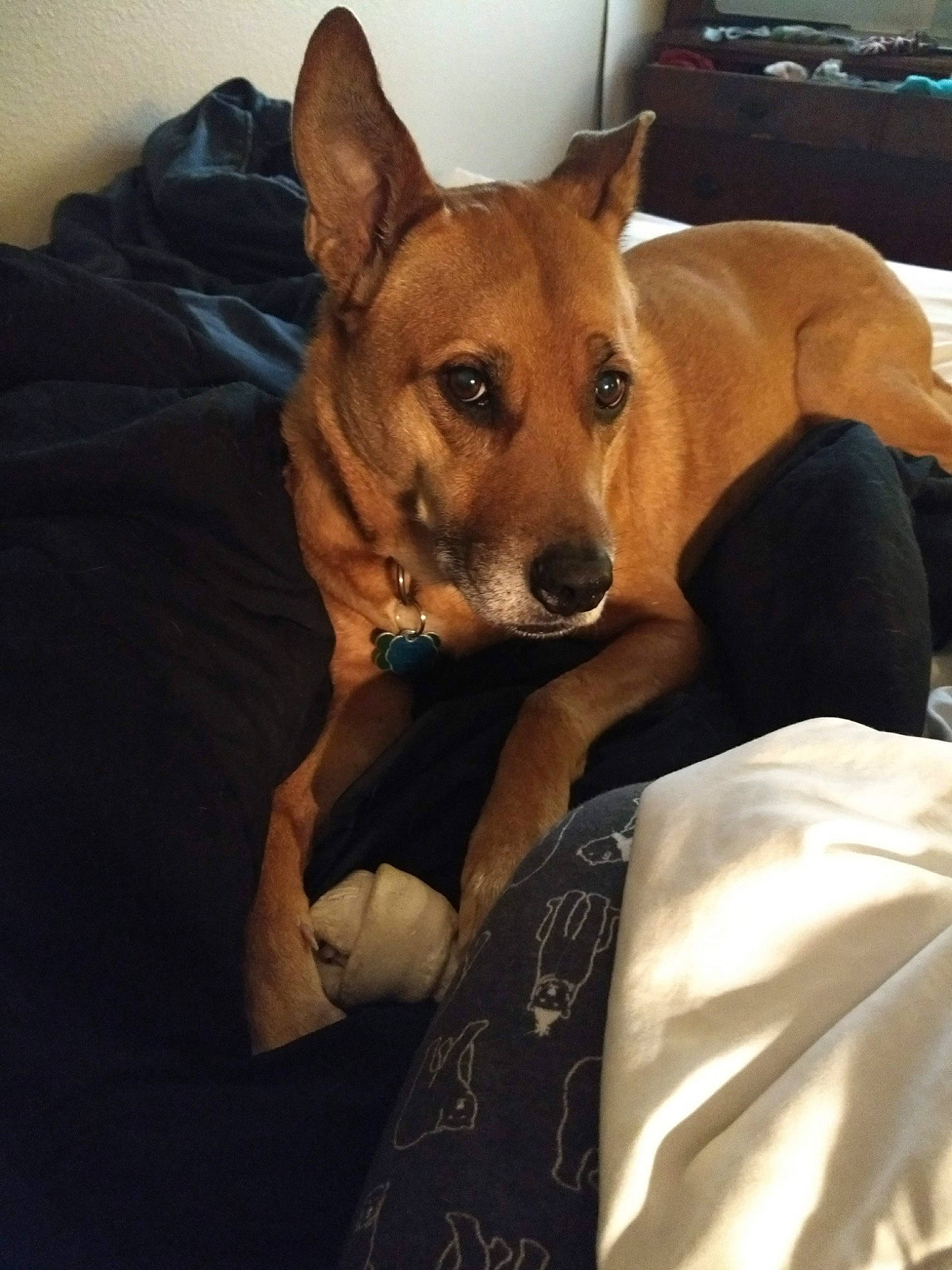 Vegas is registered to the contest to win money with this photo: basenji, canidae, carnivore, carolina_dog, companion_dog, dog, dog_breed, ear, fawn, feist, furniture, mammal, pariah_dog, pillow, snout, vertebrate